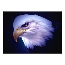 Invitation chauve d'Eagle d'Américain