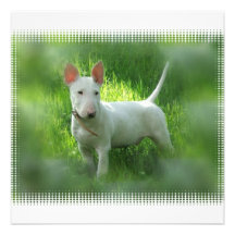 Invitation de bull-terrier