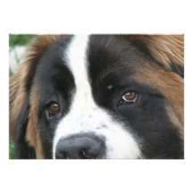 Invitation de chiots de St Bernard