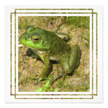 Invitation de conception de grenouille
