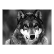 Invitation de loup noir et blanc