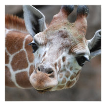 Invitations adorables de girafe