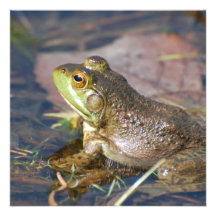 Invitations de grenouille