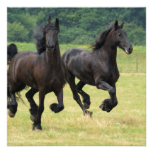 Invitations frisonnes galopantes de chevaux