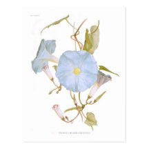 Ipomoea rubro-coerulea postkarten