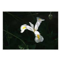 Iris Impressions Photographiques