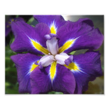 iris du macro 8x10 tirages photo