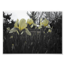 Iris jaunes impression photo