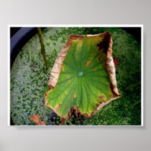 Jardinerie Affiches