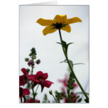 Jaune et rouge carte