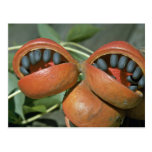 Java-Olive (Sterculia foetida), Kalumpang Postkarten