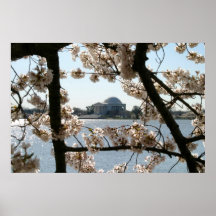 Jefferson-Kirschblüte Plakat