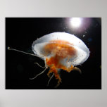 Jellyfish Print