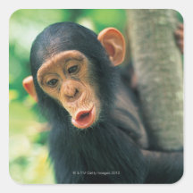 Jeune chimpanzé (troglodytes de casserole) autocollants