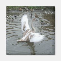 Jeune cygne DSCF0492 Magnets