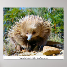 Jeune Echidna - affiche - la Tasmanie Australie