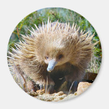Jeune Echidna - aimant