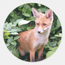 Jeune Fox 1 Adhésif Rond