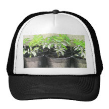 Jeunes plantes de tomate dans des pots de crèche casquette de camionneur