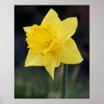 Jonquille assez jaune affiche