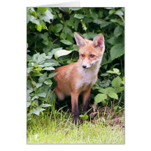 Junger Fox 1 Karte