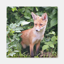 Junger Fox 1 Magnete