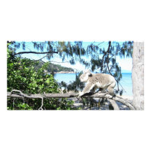Junger Koala am Strand Photokartenvorlage