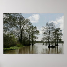 Kahle Zypresse und offenes Wasser Poster
