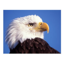 kahler Adler, Haliaeetus leucocephalus, nahes hohe Postkarte