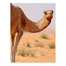 Kamel für Araber-Postkarte