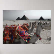 Kamele an den Pyramiden Posterdrucke