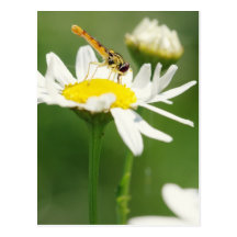 Kamille Blumen Besucher Postkarte