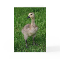 Kanada-Gans Gosling Notecard