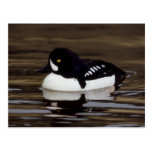 Karrengoldeneye-Tier-Reihe # Postkarte 16