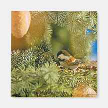 Kastanie-unterstützter Chickadee-Magnet