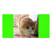Katze (2), danke für Katze Individuelle Photo Karte