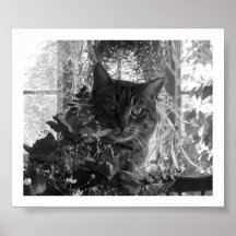 Katze in der Pflanze Posterdrucke