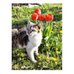 Katze nahe bei den roten Tulpen auf dem Garten Postkarten