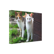 Katzen-Freund-Abenteuer Gespannter Galerie Druck