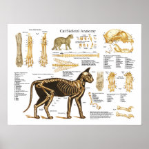 Katzen-katzenartiges skelettartiges Anatomie-Plaka