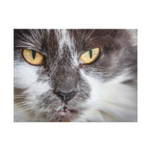 Katzenartiger Stare - mittlere Leinwand Leinwanddrucke