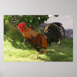 Kauai-Hahn-Plakat