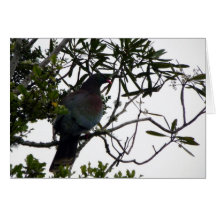 Kereru (gebürtige hölzerne Taube) Karte
