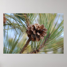 Kiefern-Kegel Plakate