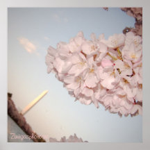 Kirschblüten-Plakat