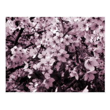 Kirschblüten Postkarten