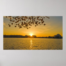 Kirschblüten-Sonnenaufgang Poster