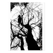 KITTY-BAUM-SILHOUETTE B&W POSTKARTEN