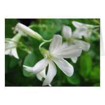 Kleeblatt-Blumen-Karte