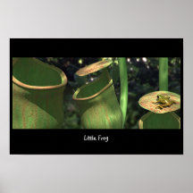 Kleiner Frosch Posterdrucke